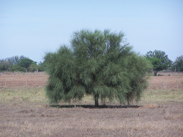 Itin (Prosopis kuntzei